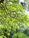 校園風景圖